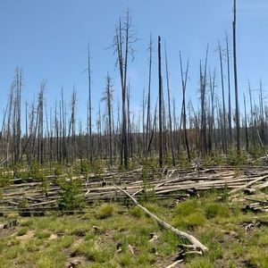 Meet your Posher, Ella